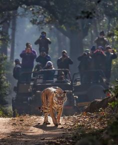 jim corbett safari