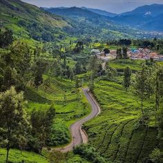 OOTY